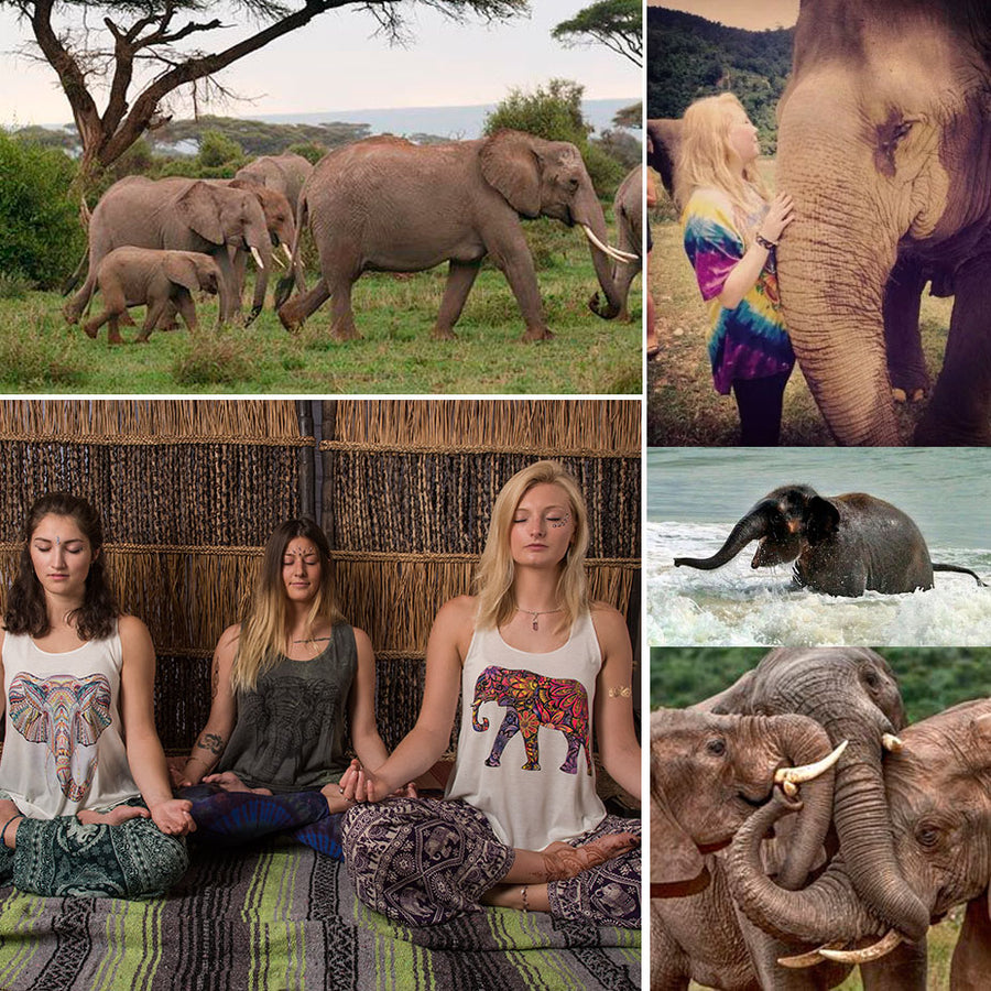 Support World Elephant Day: pledge to raise awareness about the plight of elephants across the world