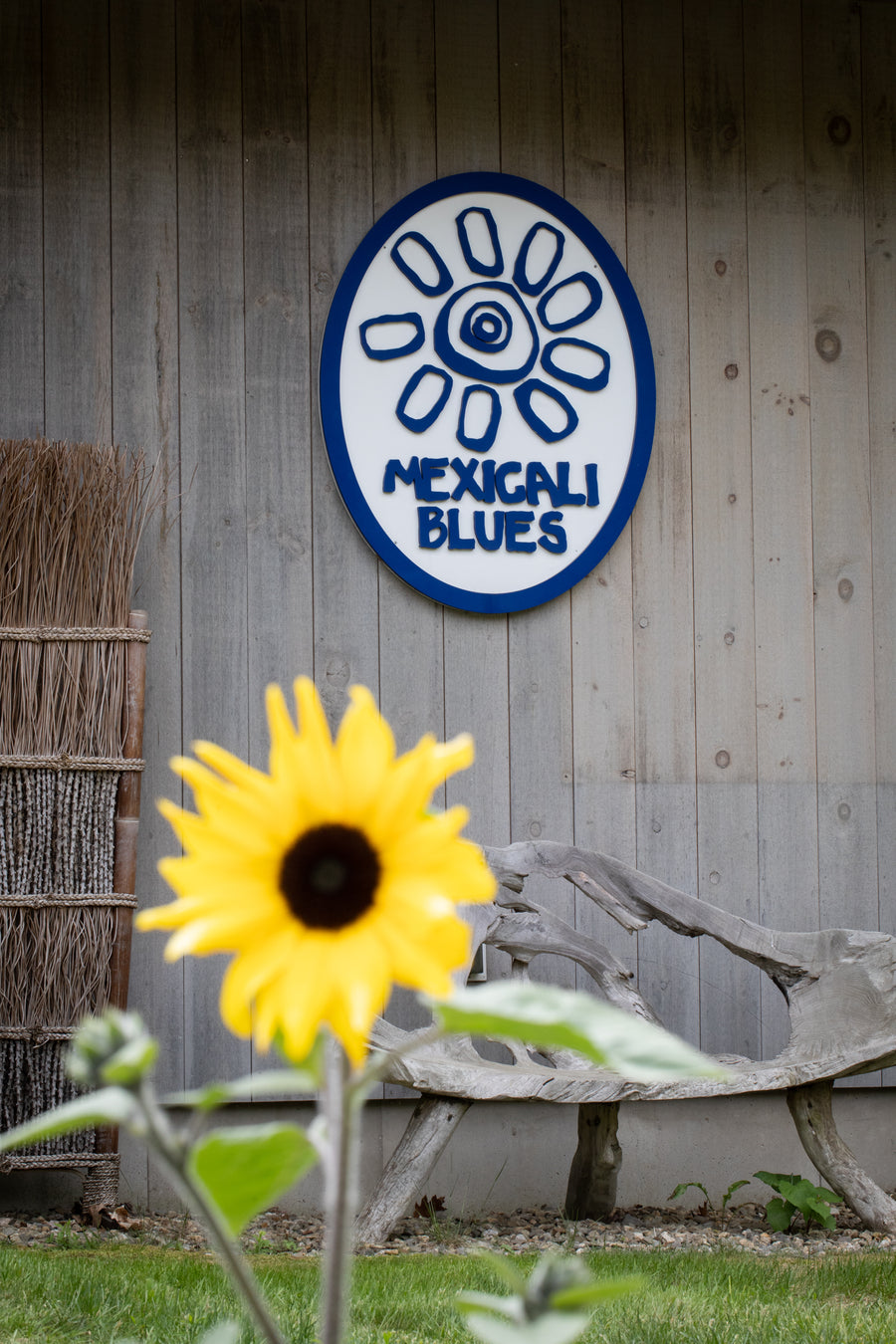 Sunflower in from of Mexicali Blues sign