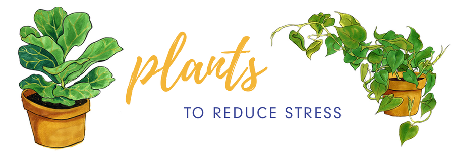 Our Favorite Indoor Plants to Reduce Stress