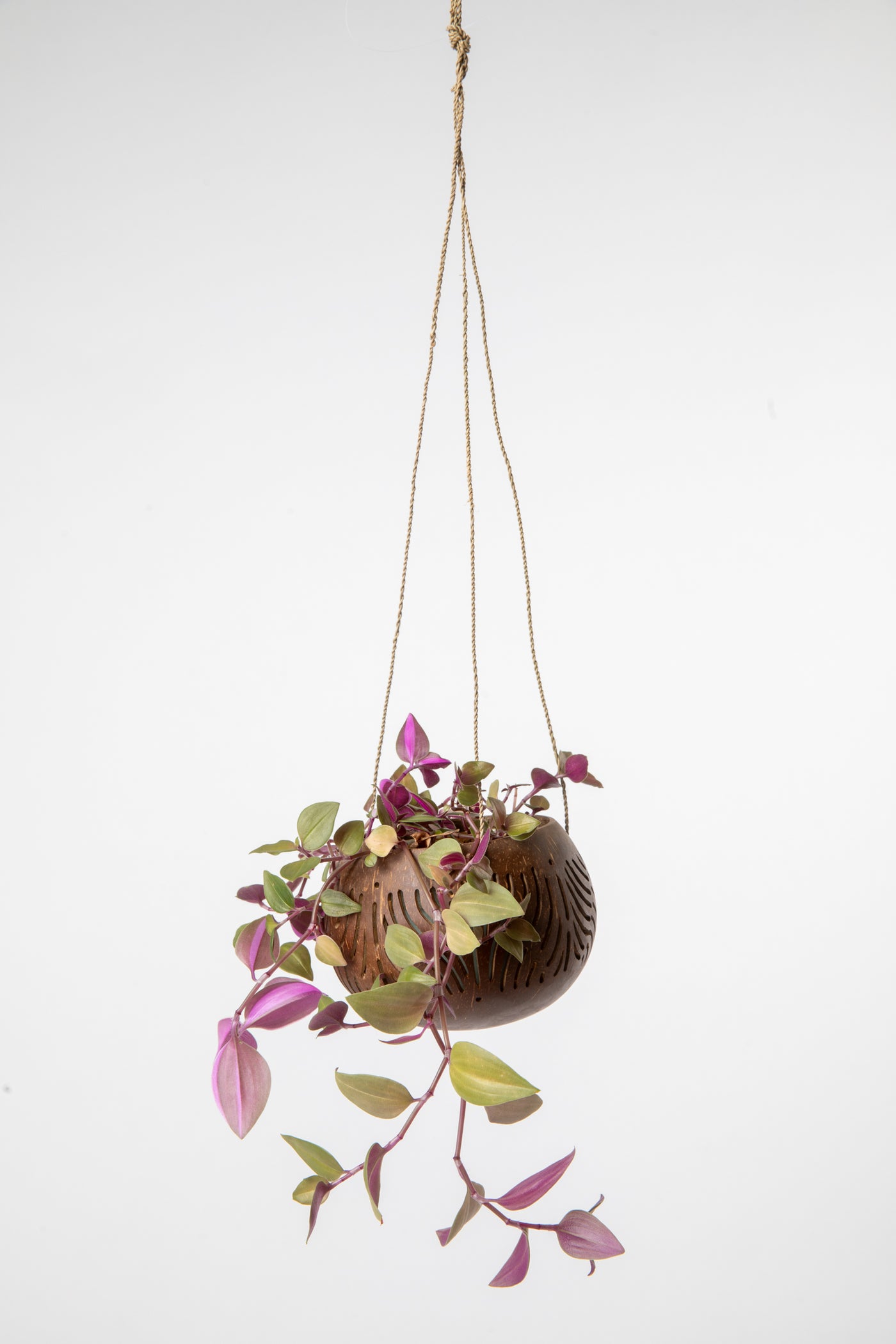 Hanging coconut planter in leaf