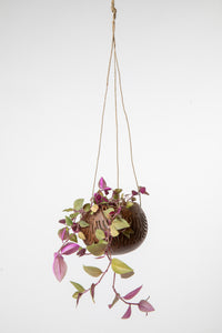Hanging coconut planter in leaf