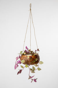 Hanging coconut planter in scallop