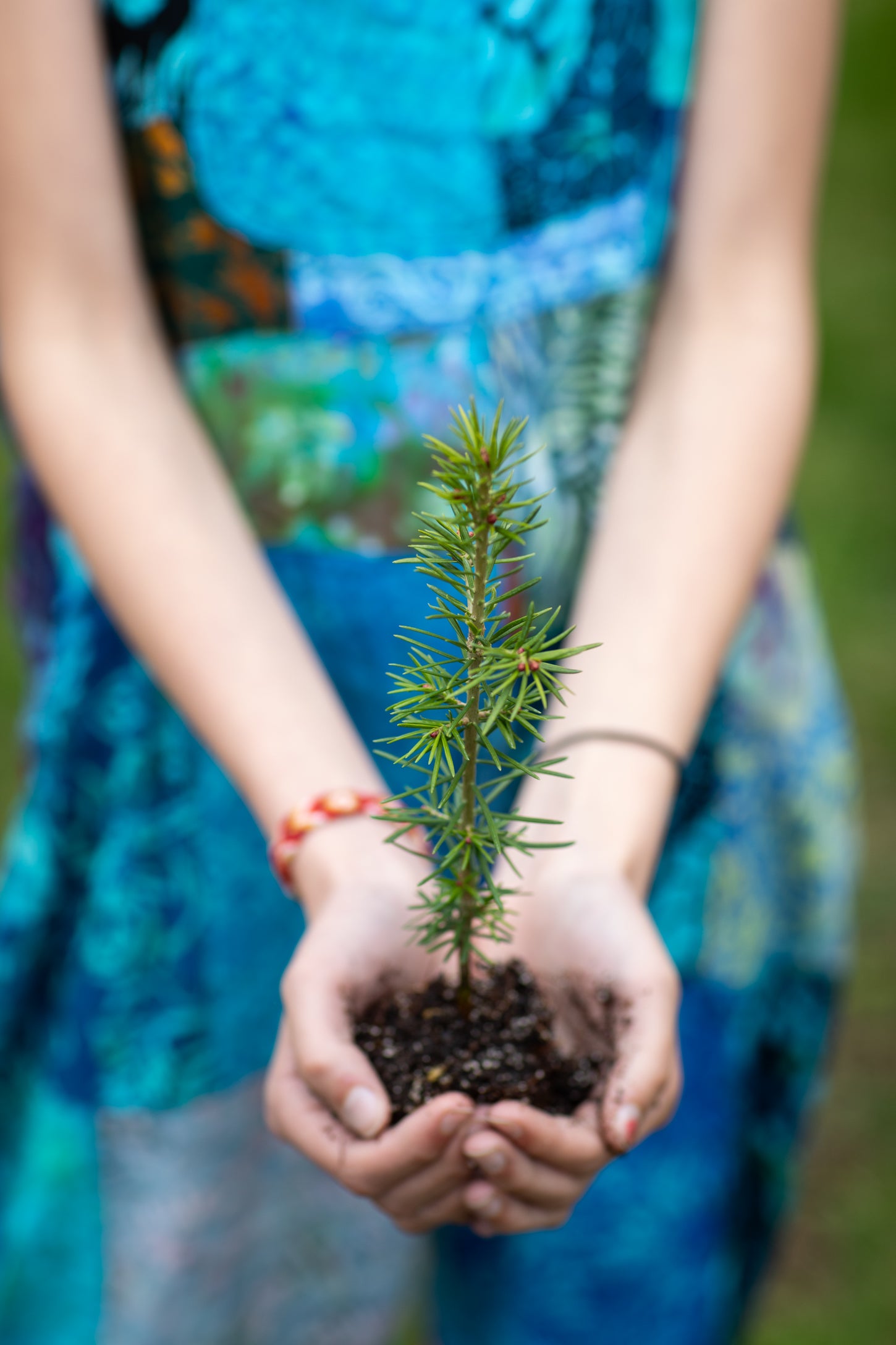 One Tree Planted Donation