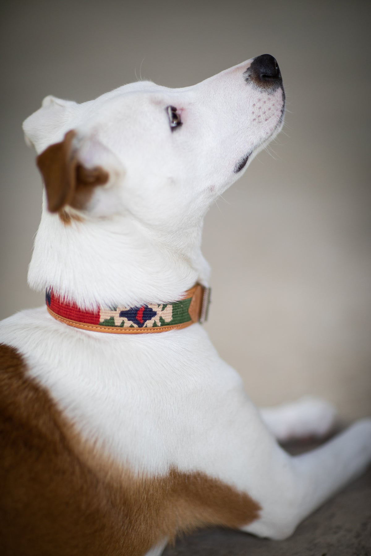 Tierra Handmade Leather Dog Collar · Mexicali Blues
